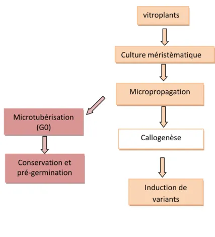 Figure  4 :  Présentation  schématique  des  principales  étapes  pour  l’induction  de  microtubercules et de variants