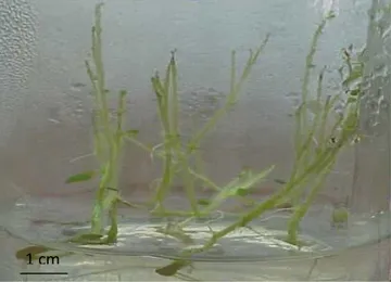 Figure 10 : Aspects des vitroplants de Kondor, après 25 jours de croissance dans les  milieux de cultures MS, MS1 et MS2