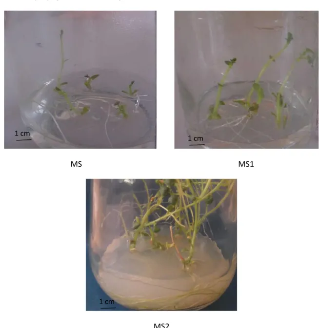 Figure  12 :  Croissance  de  la  Rhizogenèse  de  vitroplants  de  Spunta  après  10  jours  de  culture