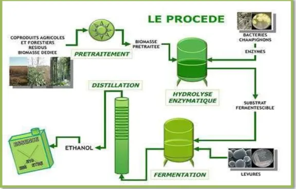 Figure I.3 :  Production de bioéthanol à partir de la biomasse de première génération  [22] 