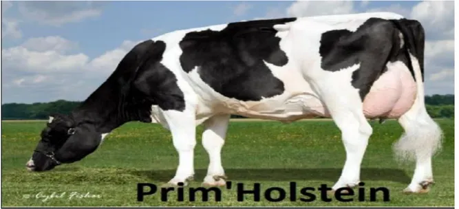 Figure N°5:   La race importée Holstein en Algérie (Bouzabda, 2007)  B- La race Montbéliarde  : 