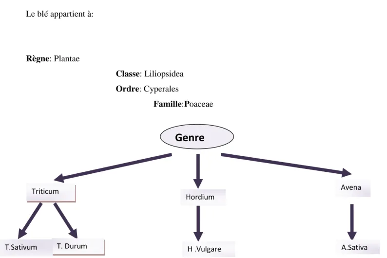 Figure 1: Classification des céréales d’après (Moule, 1980). 