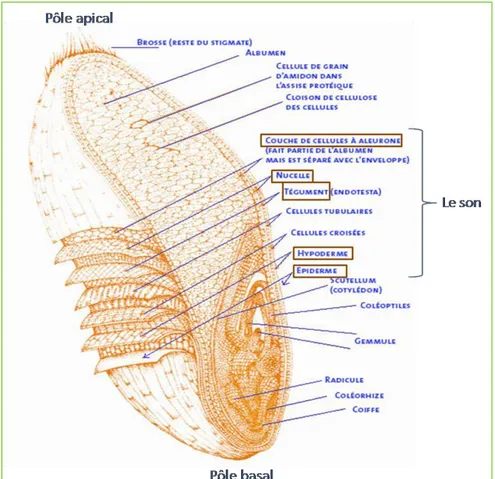 Figure 2. Coupe longitudinale d’un grain de blé (Pomeranz, 1987) 
