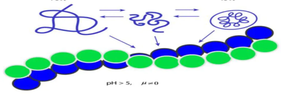 Figure  4  :  Schéma  représentant  les  différentes  conformations  des  gliadines  (Green  et  Cellier., 2007)