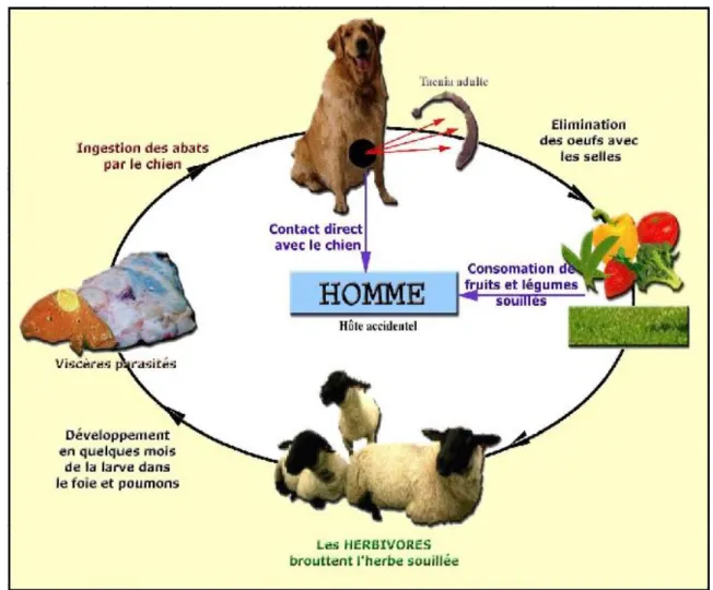 Figure 2:Cycle évolutif d'ECHINOCOCCUS GRANULOSUS (L'Institut Pasteur d'Algérie 2017)