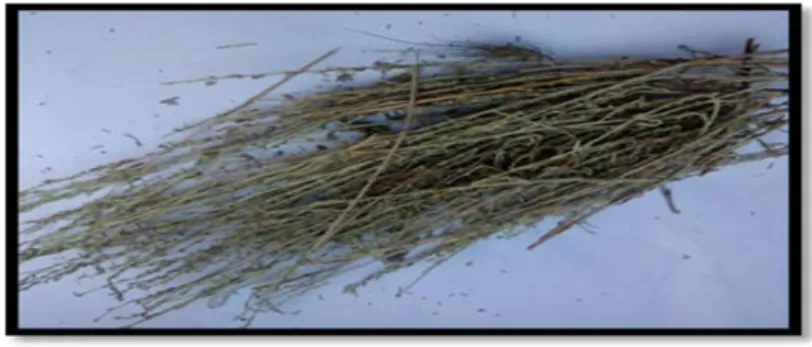 Figure  n°  15:  Les feuilles séchées d’Armoise blanche (Artemisia herba-alba Asso)  (YOUB.I, 2017) 
