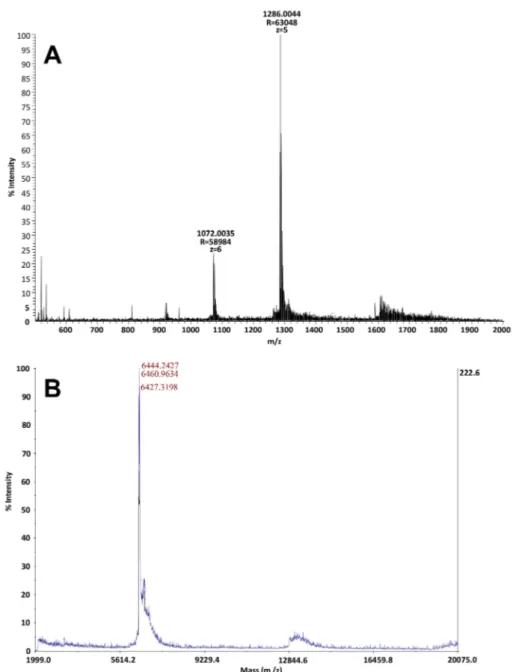 Figure 3. (A) MS spectra using the LTQ-Orbitrap mass spectrometer at high resolutions in nano ESI (range m/z 500–2000) of MTP eluted at 14 min with a molecular mass of 6430.022 Da