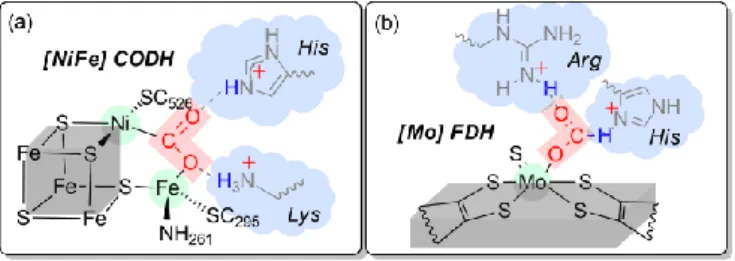 Figure 6. CO 2 -adduct intermediates found in the active site of (a) [NiFe]-centred carbon  monoxide dehydrogenase (CODH) and (b) [Mo]-centred formate dehydrogenase (FDH)  showing some common strategies for bio-inspired catalyst design.