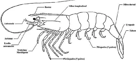 Figure 1. Morphologie d’une crevette Pénéide (Etimosundja, 2017). 