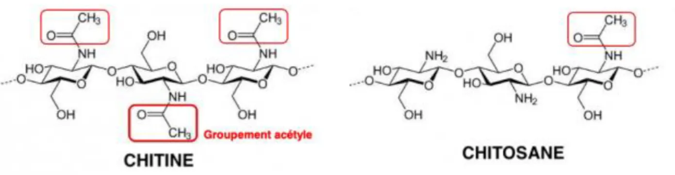 Figure 3. Structure chimique et de chitine et de chitosane 
