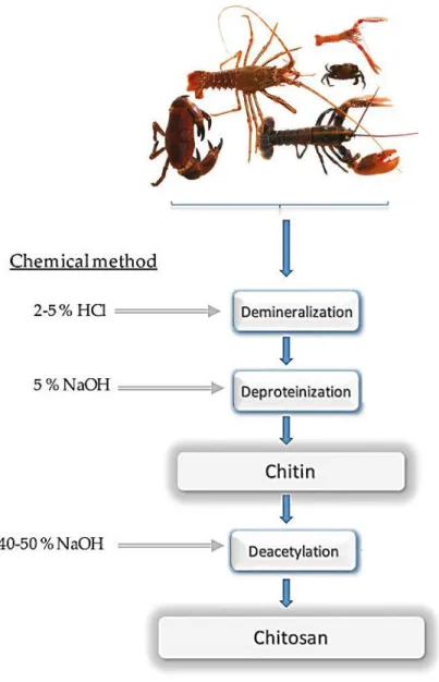 Figure 5. Étapes d’extraction de chitine et de chitosane à partir des carapaces de crustacés  (Oñate et Francès, 2018)
