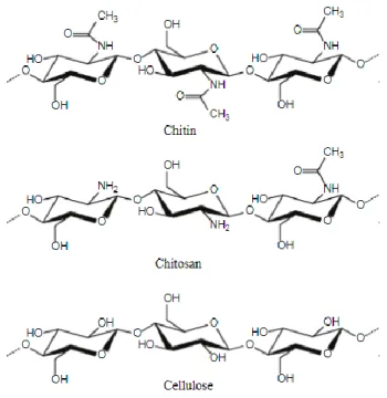 Figure 5. Structure chimique de la chitine, du chitosane et de la cellulose (De alvarenga, 2011)