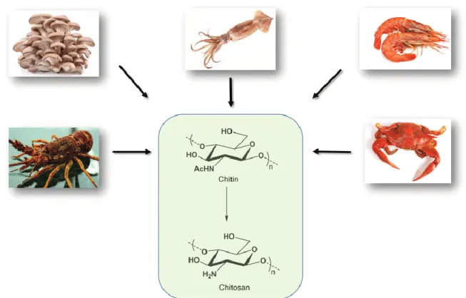 Figure 6. Sources de chitine et de chitosane (Jardin et Sayed, 2017). 