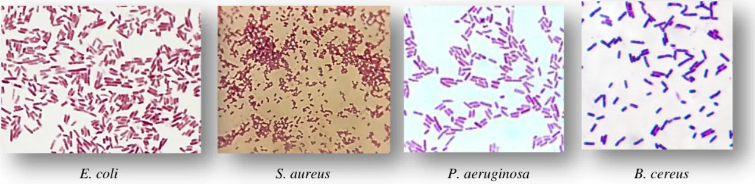 Figure 15. Aspect microscopique des 04 souches isolées (Escherichia coli, Staphylococcus  aureus, Pseudomonas aeruginosa et Bacillus cereus) après coloration de Gram