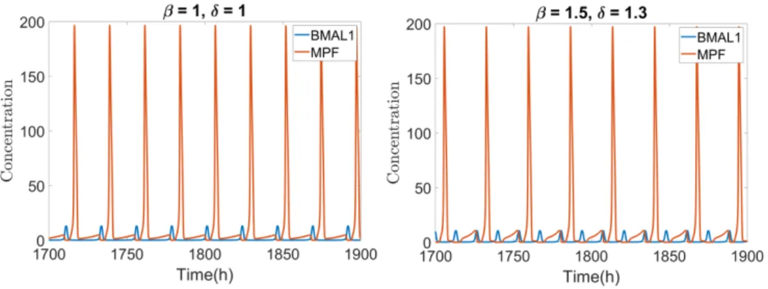 Fig. 11. Oscillation of MPF and BMAL1. For GF = 10 and c b =10 the system oscillates with a 22.6 h period in 1:1 phase-lock for β = 1 and δ = 1