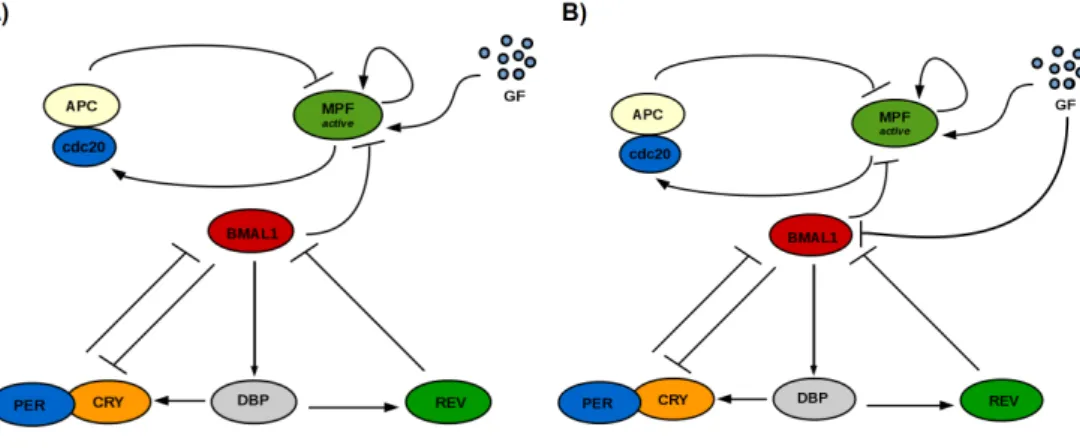 Fig. 1 shows a scheme of the system in simple unidirectional clock → cell cycle coupling (A) and with the same mechanism under a GF-responsive clock (B).