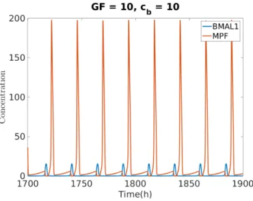 Fig. 2. Oscillation of MPF and BMAL1. The system oscillates with a 24 h period.