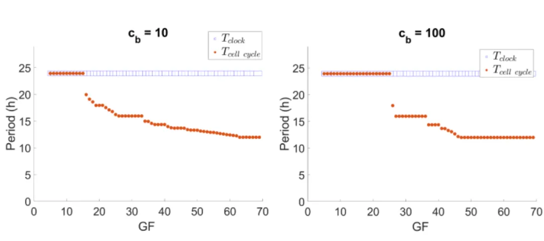 Fig. 4. Circadian clock and cell cycle periods for c b = 10 and c b = 100.