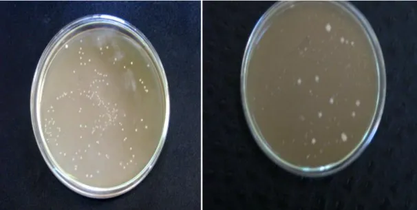 Figure 17 : Aspect des cultures pures des bactéries lactiques sur milieu MRS liquide 