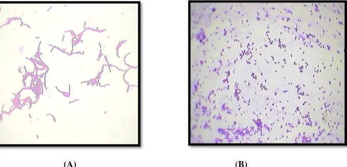 Figure 19: aspect microscopique de quelques isolats A : isolat V17 (bacille), B isolat V3  (coque) 