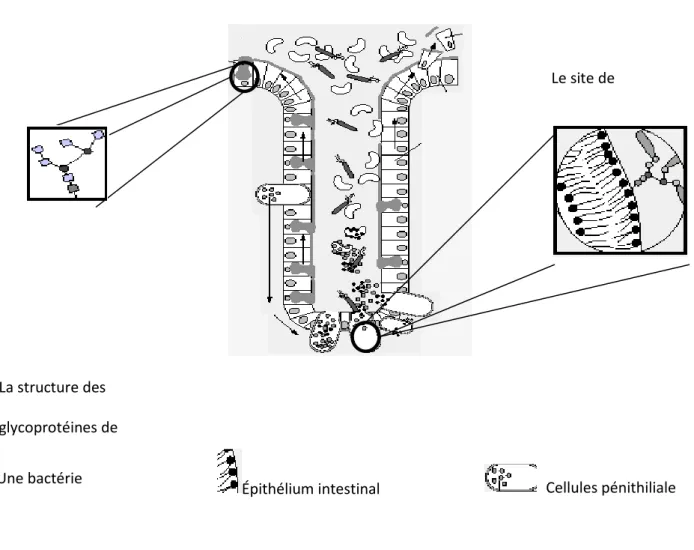 Figure 5 : larelation entre la microflore, le mucus et les cellules intestinales (Microbial Ecol Health Dis  2002in Lenoir-Wijnkoop et Hopkins, 2003)