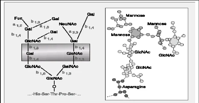 Figure 8 : la structure des glycoprotéines de mucus intestinal (Lenoir-Wijnkoop et  Hopkins, 2003) 