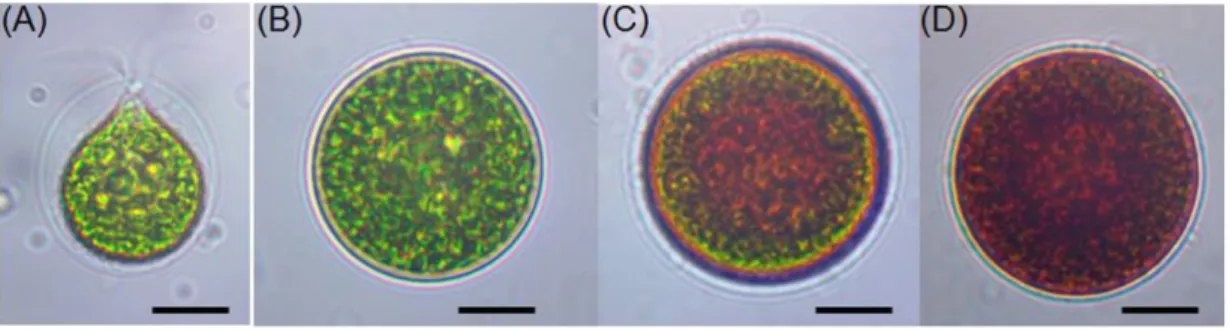 Figure  1 :  Observation microscopique des formes végétatives des cellules de l’algue  Haematococcus pluvialis  dans  des  conditions  de  cultures  favorables  (A :  cellules  ovales   vertes  et  B :  cellules  sphériques  vertes)  et  des  cellules  enk