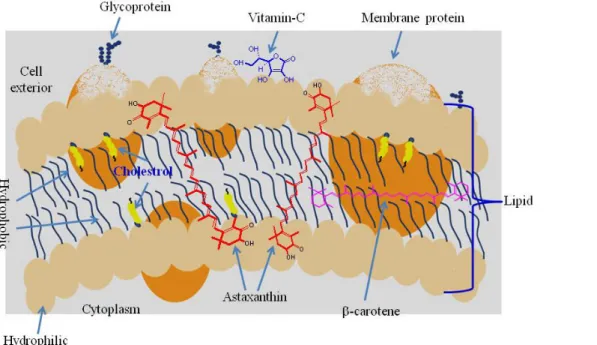Figure 7: Position de la molécule d’astaxanthine au sein de la membrane cytoplasmique des  cellules (Ranga Rao et al., 2014)