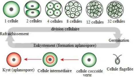 Figure 8: Etapes d’enkystement et de production d’astaxanthine par Haematococcus pluvialis  après exposition à des conditions de stress (Shah et al., 2016)