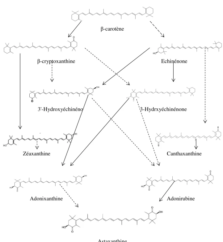Figure 9: Voies intermédiaires de biosynthèse de l’astaxanthine par Haematococcus pluvialis  (Harker et Hirschberg, 1997 et Fraser et al., 1998)
