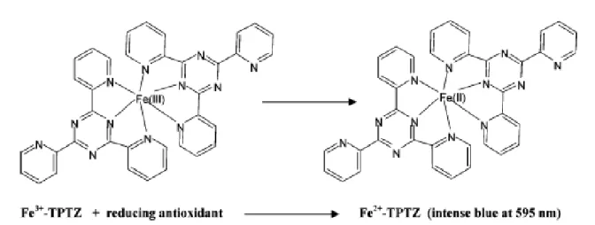 Figure  12:  Réduction  du  fer  ferrique  en  fer  ferreux  en  présence  d’un  composé  antioxydant   (Prior et al., 2005)