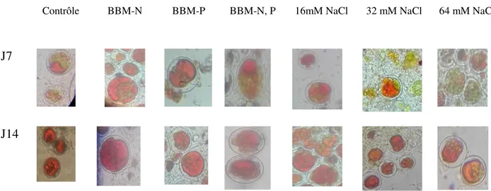 Figure 19: Observation microscopique des cellules de Haematococcus pluvialis après le 7 ème  (J7) et  14 ème   (J14)  jours  d’exposition  aux  différents  stress  environnementaux  (carence  nutritionnelle ou stress salin + 200 µMoles photons/m 2 /s)