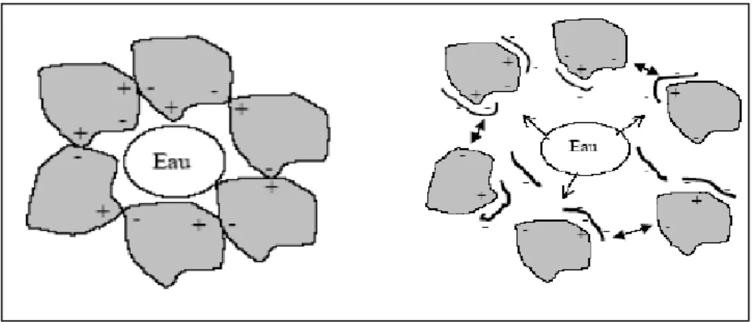 Figure III.8 : Action des superplastifiants- Défloculation des grains de ciment 