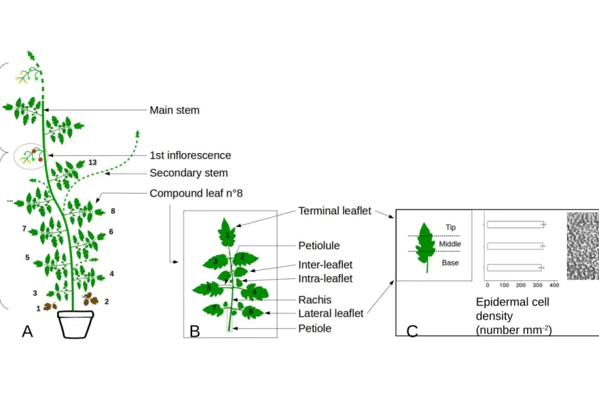 Fig. 2. Layout of the Solanum lycopersicum, cv. Wva106 aerial architecture in well-watered condition