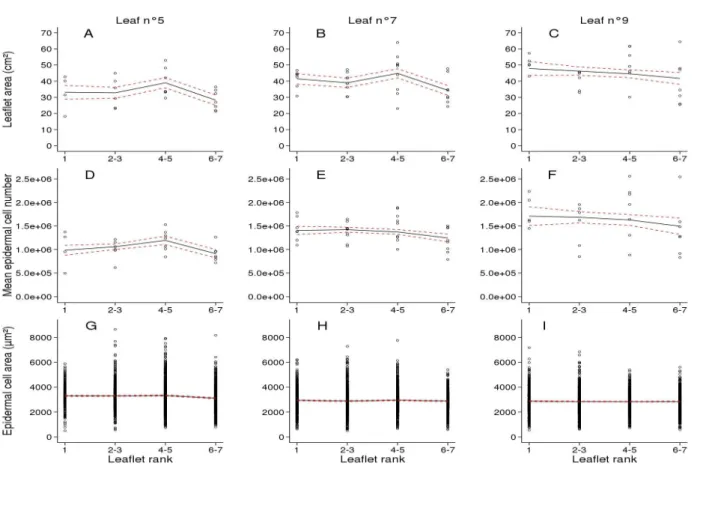 Fig.   3.  Profiles   of   leaflet   size-related   traits   in   Wva106   plants   grown   in   the   well-watered condition
