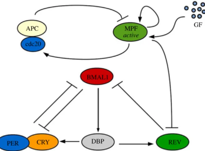 Figure 1. Schematic of the unidirectional cell cycle → clock coupling mechanism. MPF in its active form represses REV via phosphorylation leading to REV ’ s subsequent degradation.