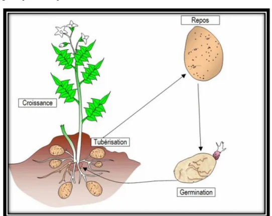 Fig. 5: Cycle végétatif de la pomme de terre (http://svt.arc-dijon.fr)
