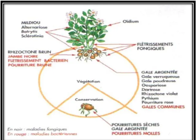 Fig 7 : Localisation sur la plante des principales maladies fongiques et bactériennes de la pomme de terre (I.T.C.F., 1998).