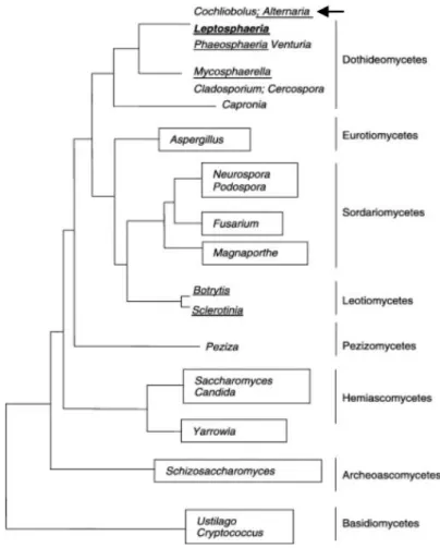 Fig 9:  Phylogénie  des  champignons Ascomycètes déduite  de  l’analyse  des  séquences protéiques de la sous-unité 2 de l’ARN polymérase II (Rouxel et Balesdent, 2005)