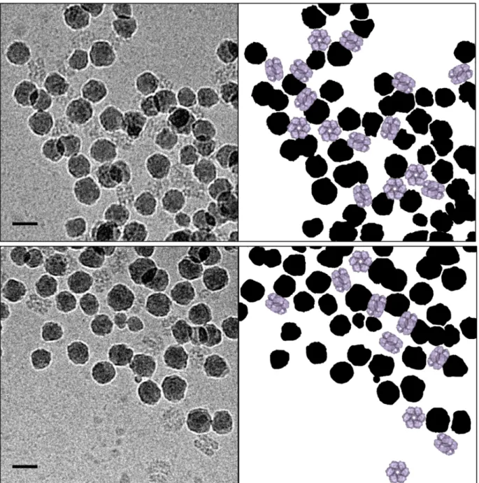 Figure 5. Cryo-TEM micrographs of HbAm proteins adsorbed on silica nanoparticles (NPs) in  phosphate  buffer  (0.1  mol  L -1 )  at  pH  6  (top)  and  7  (bottom)
