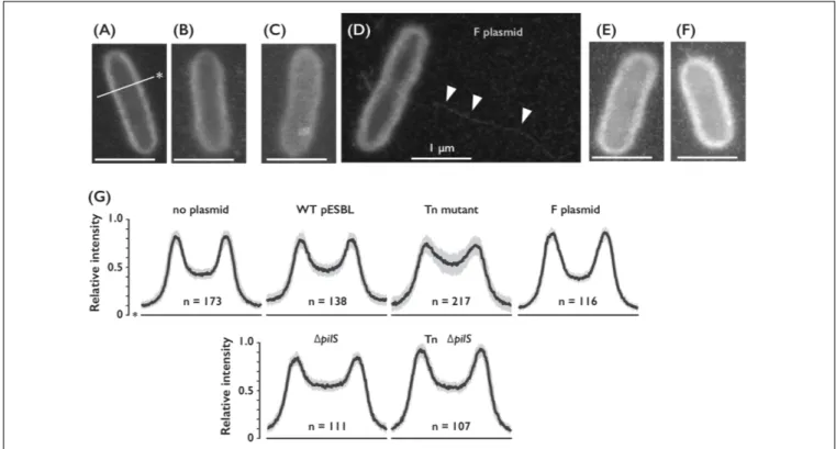 FIGURE 3 | Cell surfaces of E. coli cells harboring different conjugative plasmids. (A–D) Representative ASEM images of E