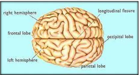 Figure I.1: Superior View of the Brain: The Right and the Left Hemisphere  3