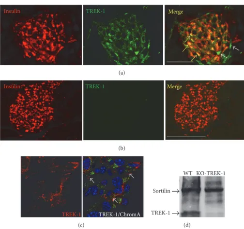 Figure 1: TREK-1 channels are expressed in insulin-containing cells. Immunofluorescent labeling of TREK-1 channels endogenously expressed in mouse pancreatic islets ((a) and (b)) and MIN6-B1 