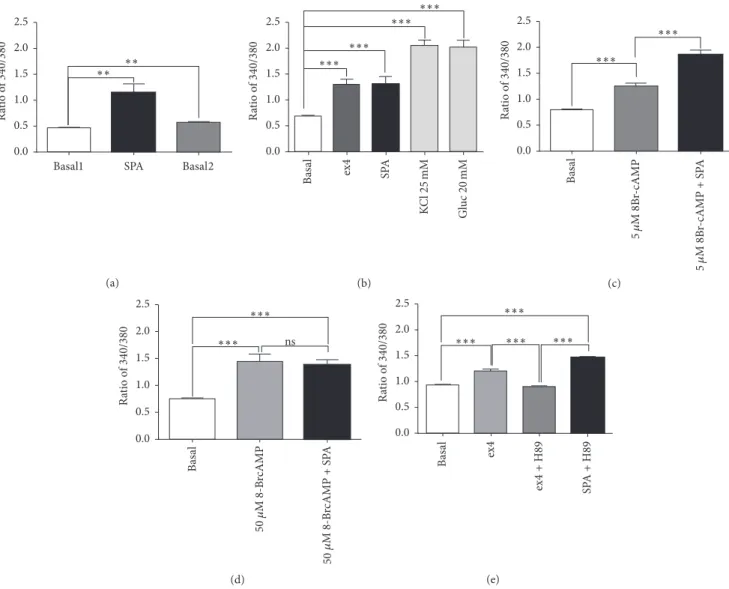 Figure 4: Effects of SPA on cytosolic calcium concentrations. Cytosolic calcium variations were measured using the Fura-2AM in the mouse MIN6-B1 