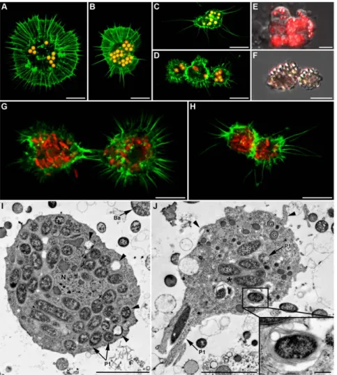 Figure 7. In vivo phagocytosis of fluorescent latex beads and fluorescent E. coli 24 h post-injection in LL01 aphids