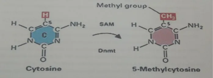Figure 3 : Réaction de méthylation d'une cytosine par les méthyltransférases de  l'ADN