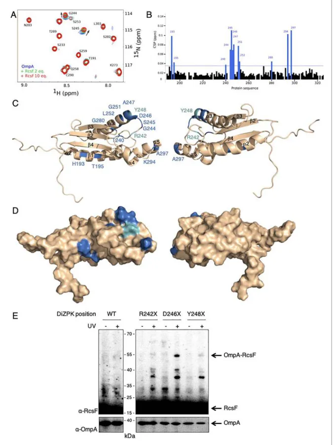 Figure 4. RcsF interacts with the periplasmic domain of OmpA in vitro. (A) An expanded region of the HSQC titration spectra of 15 N-labeled OmpA 186- 186-325 with RcsF