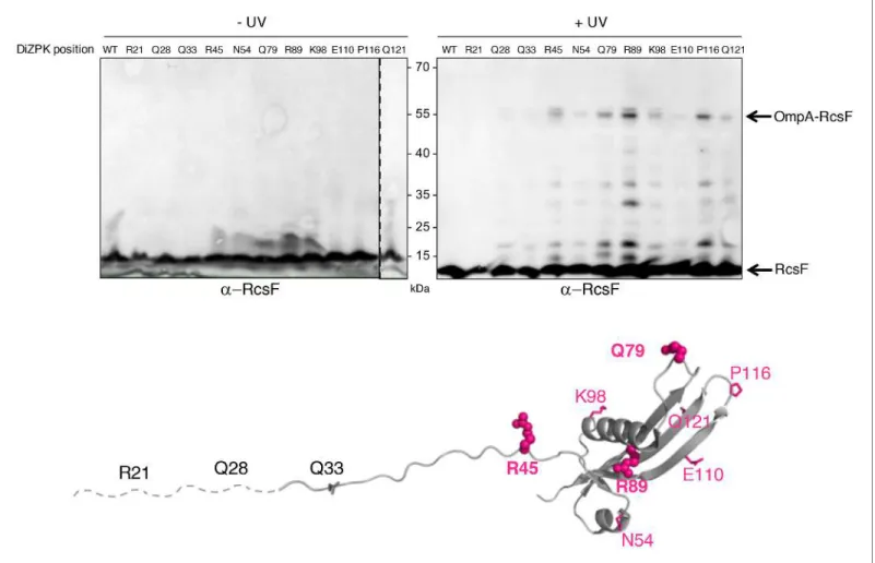 Figure 1. Defining the binding interface of RcsF on OmpA using in vivo site-specific photo-crosslinking