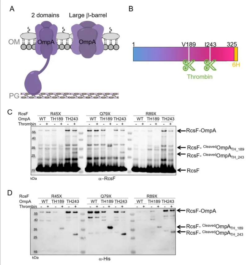 Figure 2. RcsF interacts with the C-terminal portion of OmpA in vivo. (A) Schematic of the two conformations of OmpA