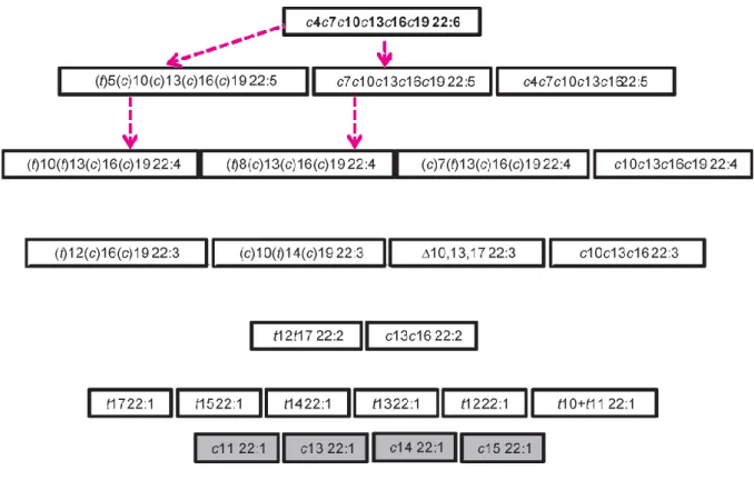 Figure 09 : Intermédiaires de biohydrogénation possibles du 22:6 n-3, sur la base des  contenus ruminaux après 3 à 7 jours de supplémentation en huile de poisson (Toral et  al., 2010a) et/ou des flux abomasaux (d'après Kairenius et al., 2011)